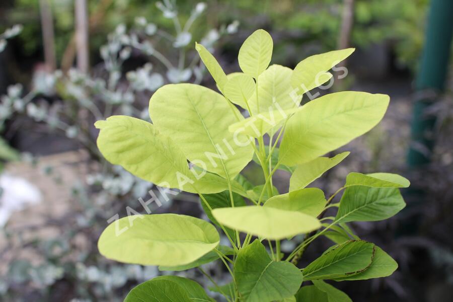Ruj vlasatá 'Kanari' - Cotinus coggigria 'Kanari'