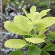 Ruj vlasatá 'Kanari' - Cotinus coggigria 'Kanari'