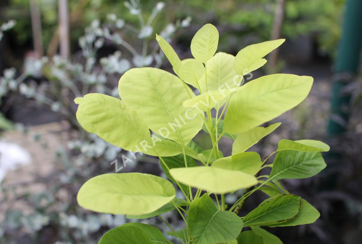 Ruj vlasatá 'Kanari' - Cotinus coggygria 'Kanari'