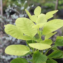 Ruj vlasatá 'Kanari' - Cotinus coggigria 'Kanari'
