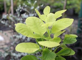 Ruj vlasatá 'Kanari' - Cotinus coggygria 'Kanari'
