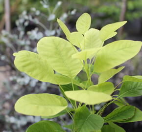 Ruj vlasatá 'Kanari' - Cotinus coggigria 'Kanari'