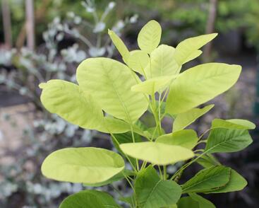 Ruj vlasatá 'Kanari'