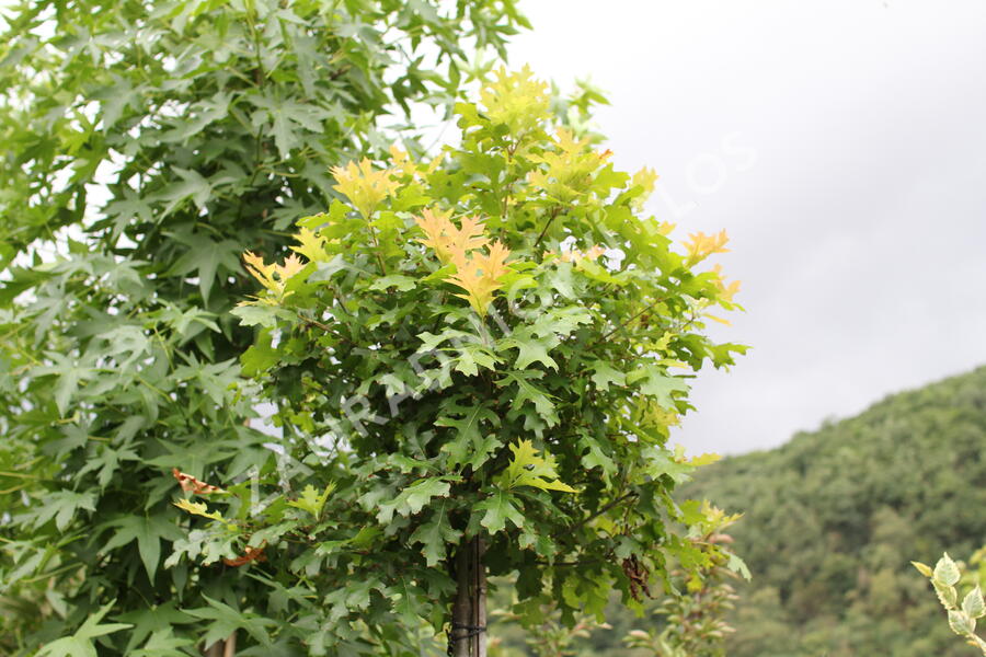 Dub bahenní 'Green Dwarf' - Quercus palustris 'Green Dwarf'