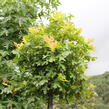 Dub bahenní 'Green Dwarf' - Quercus palustris 'Green Dwarf'