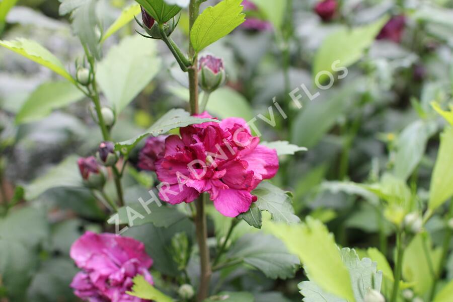 Ibišek syrský 'French cabaret Red' - Hibiscus syriacus 'French cabaret Red'