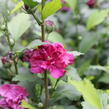 Ibišek syrský 'Frenche cabaret Red' - Hibiscus syriacus 'Frenche cabaret Red'
