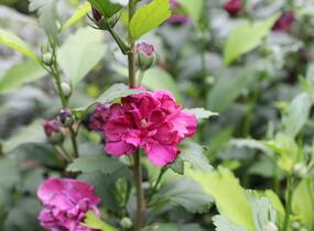 Ibišek syrský 'French cabaret Red' - Hibiscus syriacus 'French cabaret Red'