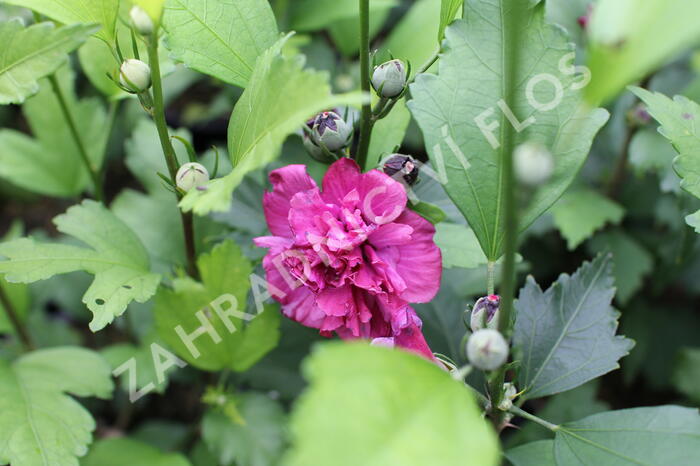 Ibišek syrský 'Frenche cabaret Red' - Hibiscus syriacus 'Frenche cabaret Red'