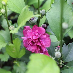 Ibišek syrský 'French cabaret Red' - Hibiscus syriacus 'French cabaret Red'