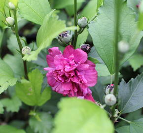 Ibišek syrský 'Frenche cabaret Red' - Hibiscus syriacus 'Frenche cabaret Red'