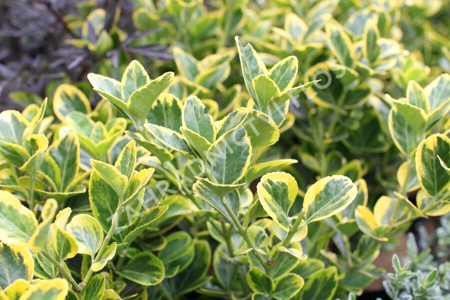 Brslen japonský 'Aureomarginatus' - Euonymus japonicus 'Aureomarginatus'