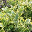 Brslen japonský 'Aureomarginatus' - Euonymus japonicus 'Aureomarginatus'