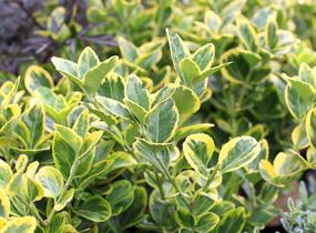 Brslen japonský 'Aureomarginatus' - Euonymus japonicus 'Aureomarginatus'