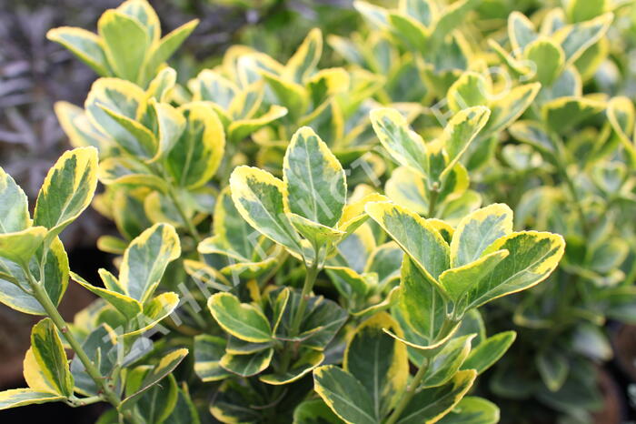 Brslen japonský 'Aureomarginatus' - Euonymus japonicus 'Aureomarginatus'