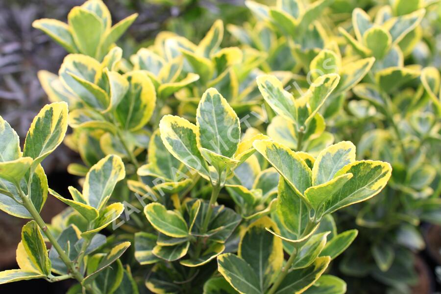 Brslen japonský 'Aureomarginatus' - Euonymus japonicus 'Aureomarginatus'