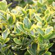 Brslen japonský 'Aureomarginatus' - Euonymus japonicus 'Aureomarginatus'