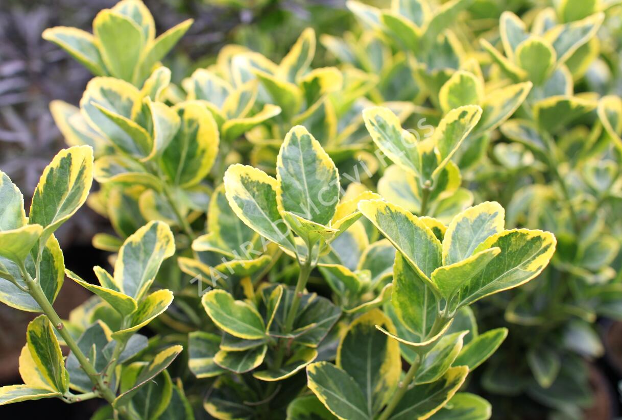 Brslen japonský 'Aureomarginatus' - Euonymus japonicus 'Aureomarginatus'