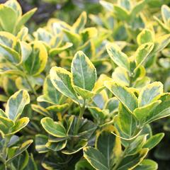 Brslen japonský 'Aureomarginatus' - Euonymus japonicus 'Aureomarginatus'