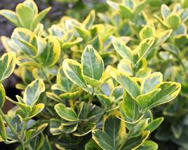 Brslen japonský 'Aureomarginatus'