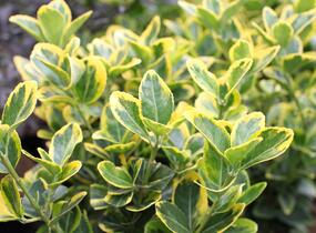 Brslen japonský 'Aureomarginatus' - Euonymus japonicus 'Aureomarginatus'