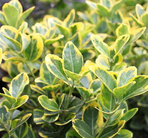 Brslen japonský 'Aureomarginatus' - Euonymus japonicus 'Aureomarginatus'