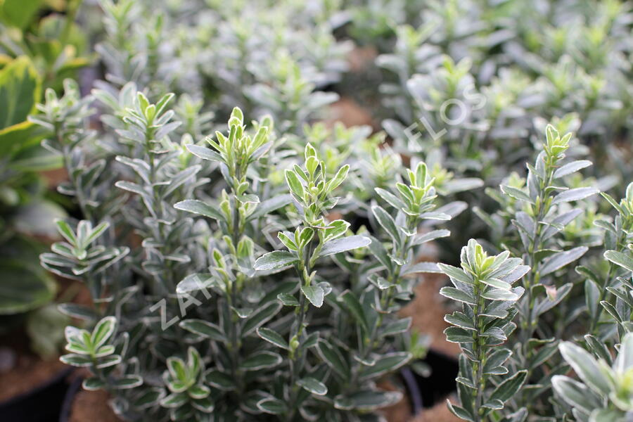 Brslen japonský 'Microphyllus Albovar' - Euonymus japonicus 'Microphyllus Albovar'