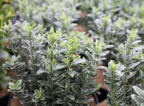 Brslen japonský 'Microphyllus Albovar' - Euonymus japonicus 'Microphyllus Albovar'