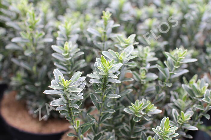 Brslen japonský 'Microphyllus Albovar' - Euonymus japonicus 'Microphyllus Albovar'