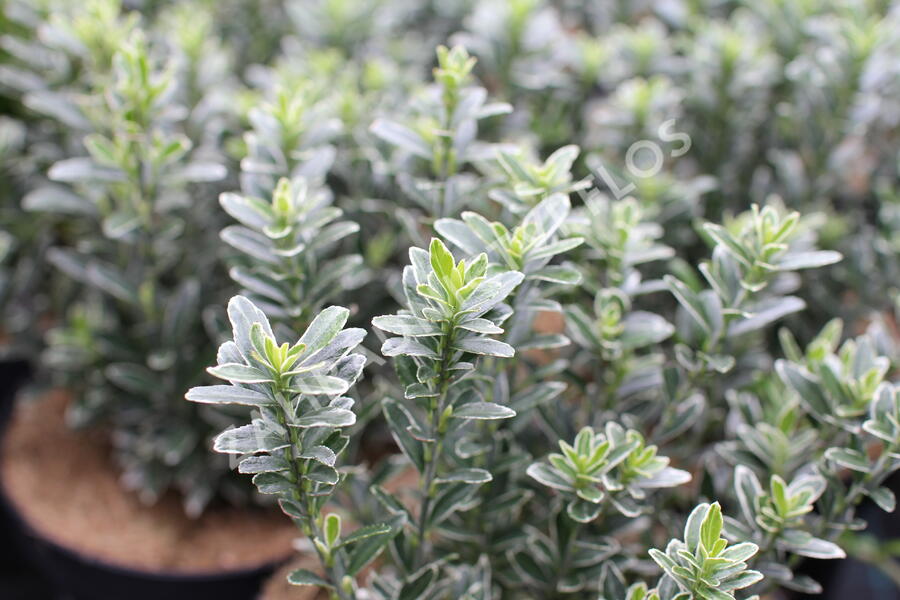 Brslen japonský 'Microphyllus Albovar' - Euonymus japonicus 'Microphyllus Albovar'