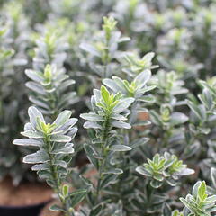 Brslen japonský 'Microphyllus Albovar' - Euonymus japonicus 'Microphyllus Albovar'