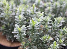 Brslen japonský 'Microphyllus Albovar' - Euonymus japonicus 'Microphyllus Albovar'