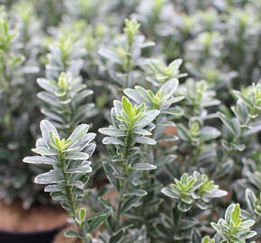 Brslen japonský 'Microphyllus Albovar' - Euonymus japonicus 'Microphyllus Albovar'