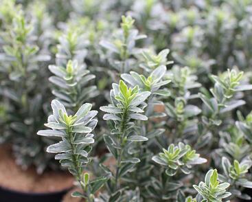 Brslen japonský 'Microphyllus Albovar'