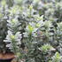 Euonymus japonicus 'Microphyllus Albovar'.JPG