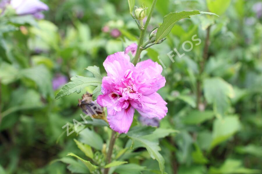 Ibišek syrský 'French cabaret Purple' - Hibiscus syriacus 'French cabaret Purple'