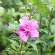 Ibišek syrský 'Frenche cabaret Purple' - Hibiscus syriacus 'Frenche cabaret Purple'