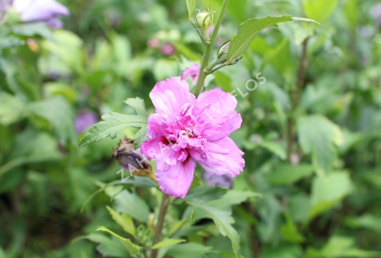 Ibišek syrský 'French cabaret Purple' - Hibiscus syriacus 'French cabaret Purple'