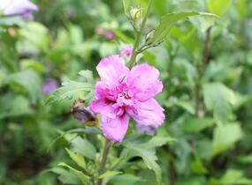 Ibišek syrský 'French cabaret Purple' - Hibiscus syriacus 'French cabaret Purple'