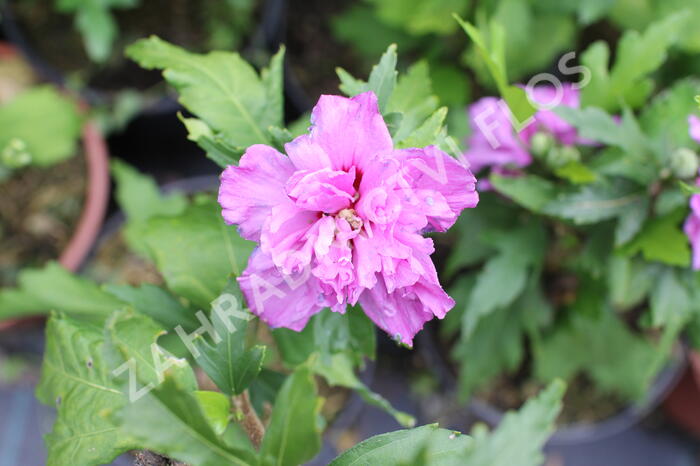 Ibišek syrský 'Frenche cabaret Purple' - Hibiscus syriacus 'Frenche cabaret Purple'