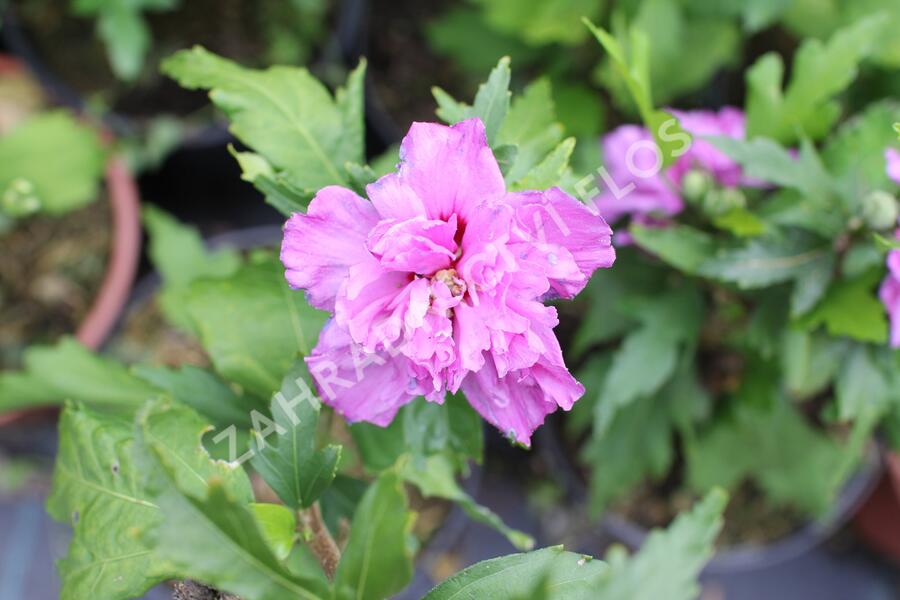 Ibišek syrský 'Frenche cabaret Purple' - Hibiscus syriacus 'Frenche cabaret Purple'