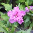 Ibišek syrský 'Frenche cabaret Purple' - Hibiscus syriacus 'Frenche cabaret Purple'