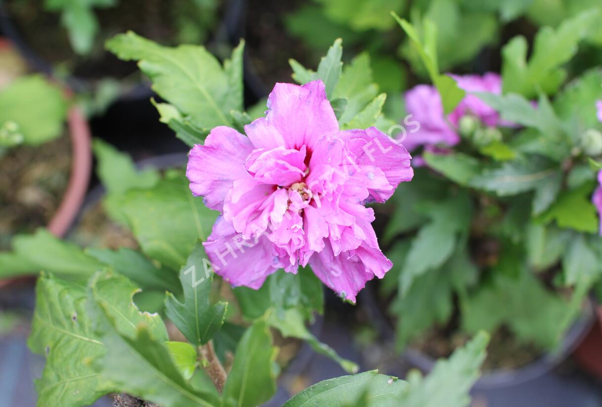 Ibišek syrský 'French cabaret Purple' - Hibiscus syriacus 'French cabaret Purple'