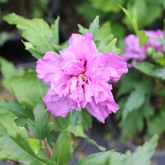 Ibišek syrský 'Frenche cabaret Purple' - Hibiscus syriacus 'Frenche cabaret Purple'