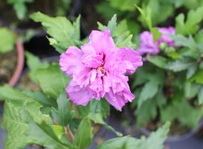 Ibišek syrský 'French cabaret Purple' - Hibiscus syriacus 'French cabaret Purple'