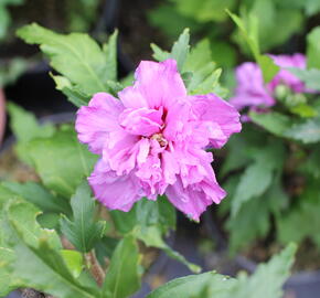 Ibišek syrský 'Frenche cabaret Purple' - Hibiscus syriacus 'Frenche cabaret Purple'