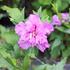 Hibiscus syriacus 'Frenche cabaret Purple'_02.JPG
