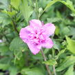 Ibišek syrský 'Frenche cabaret Purple' - Hibiscus syriacus 'Frenche cabaret Purple'