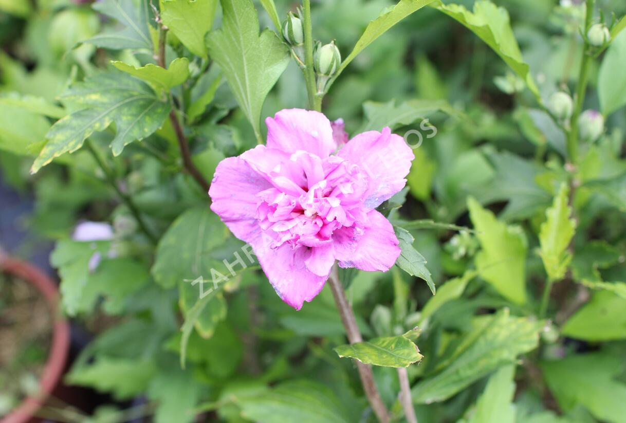 Ibišek syrský 'French cabaret Purple' - Hibiscus syriacus 'French cabaret Purple'