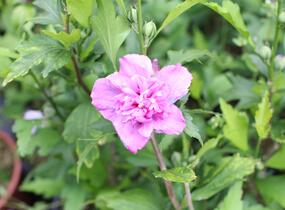 Ibišek syrský 'French cabaret Purple' - Hibiscus syriacus 'French cabaret Purple'